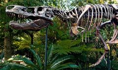 DINOSAUR DINOSAUR