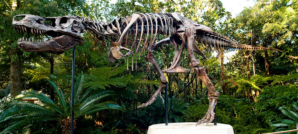 DINOSAUR DINOSAUR