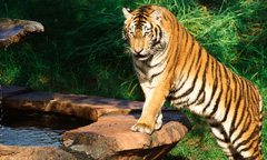 Maharajah Jungle Trek Maharajah Jungle Trek