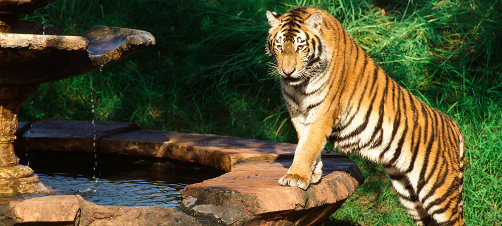 Maharajah Jungle Trek