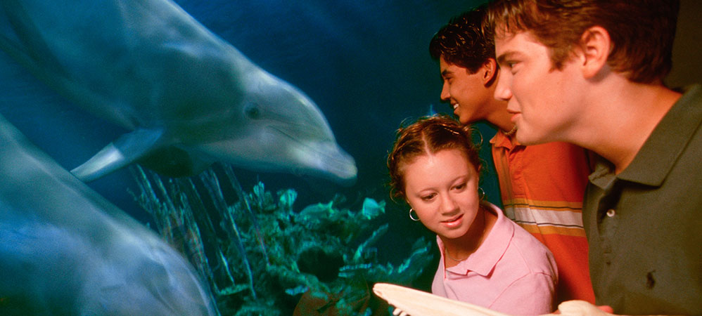 Dolphins in Depth Dolphins in Depth