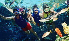 Family of four snorkelers shot from under water with fish in foreground
