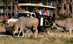 Safari jeep filled with onlookers drives by African wildlife  