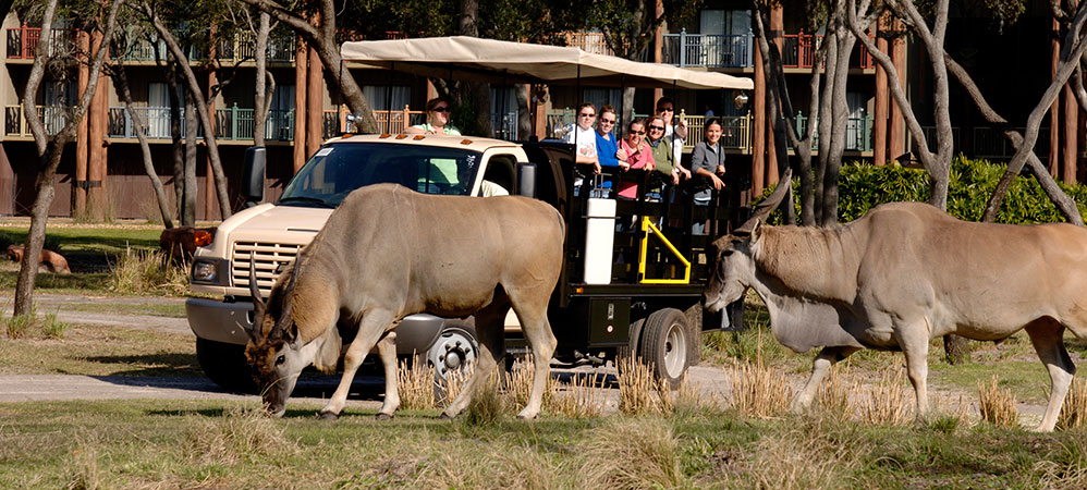 Wanyama Safari Resort Tour